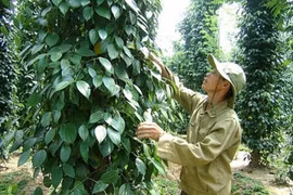 Giá cả thị trường nông sản hôm nay 14/4: Cà phê "yên ắng", hồ tiêu giao dịch chậm