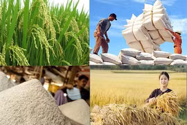 2020 - Năm thành công của ngành gạo Việt Nam
