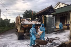 Đắk Lắk: Xuất hiện 3 ổ dịch cúm A (H5N6) trên gia cầm