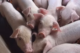 Giá heo hơi hôm nay 16/5: Vẫn duy trì ở mức cao, có nơi lên tới 95.000 đồng/kg