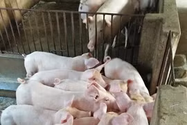 Giá heo hơi hôm nay (19/4): Cuối tuần chạm mốc 93.000 đồng/kg