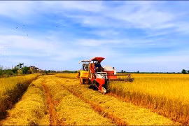 Nông nghiệp Việt Nam biến thách thức thành cơ hội