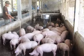 Giá heo hơi hôm nay 13/7: Tăng mạnh nhiều nơi, chạm ngưỡng 93.000 đồng/kg