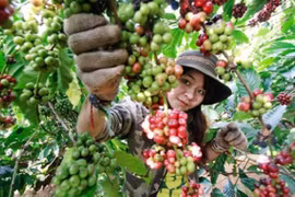 Thị trường giá nông sản hôm nay 7/4: Giá cà phê tăng nhẹ, giá tiêu trầm lắng