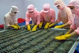 Xuất khẩu tôm Việt Nam, cơ hội lách qua 'khe cửa hẹp'