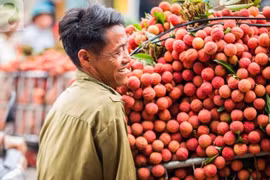 Lô vải thiều Bắc Giang đầu tiên có mặt trên đất Nhật