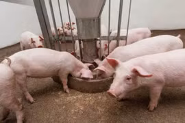 Giá heo hơi hôm nay 27/12: Tăng mạnh phiên cuối tuần, giá cao nhất 79.000 đồng/kg