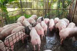 Giá heo hơi hôm nay 24/12: Ghi nhận tăng 2000 đồng/kg ở nhiều tỉnh thành