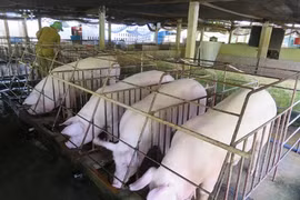 Giá heo hơi hôm nay 20/7: Tăng nhẹ trên cả 3 miền
