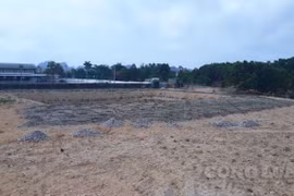 Quảng Ninh: Chiếm đất công trái phép, 'tiện tay' ủi luôn hố chôn lợn nhiễm dịch tả Châu Phi làm vườn