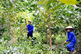 Năm 2030, Tuyên Quang trở thành tỉnh hình mẫu về phát triển lâm nghiệp của cả nước