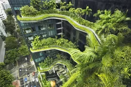 Vườn thẳng đứng "phủ mát" Singapore, Việt Nam thì sao?