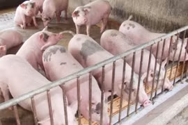 Giá heo hơi hôm nay 9/7: Đi ngang song vẫn neo ở mức cao quanh mốc 90.000 đồng/kg
