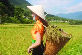 Ở nơi này, mùa lễ hội cốm Tú Lệ…