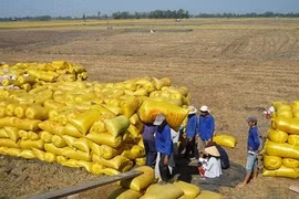 Xuất khẩu gạo tăng mạnh do được giá và nguồn cung nội địa lớn