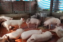 Giá heo hơi hôm nay (17/4): Không ngừng tăng cao trên cả nước