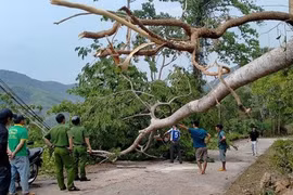 Bình Định: Trú mưa dưới gốc cây, 3 phụ nữ bị sét đánh tử vong