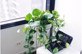 Top những loại cây “nhỏ mà có võ” trồng vừa đẹp lại vừa hút sạch chất độc trong không khí