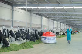 Tết tại 'resort' bò sữa Vinamilk có gì đặc biệt?