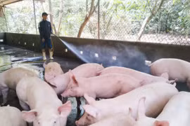 Giá heo hơi hôm nay 25/12: Duy trì đà tăng, áp sát mức 80.000 đồng/kg