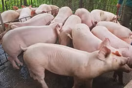 Giá heo hơi hôm nay 28/12: Chính thức cán mốc 80.000 đồng/kg