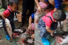 Xót xa cậu bé 7 tuổi đánh vảy cá thành thạo giữa chợ