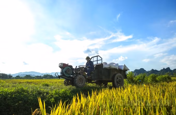 ha noi nguoi dan tat bat thu hoach lua tai nhung huyen duoc noi long gian cach hinh 6