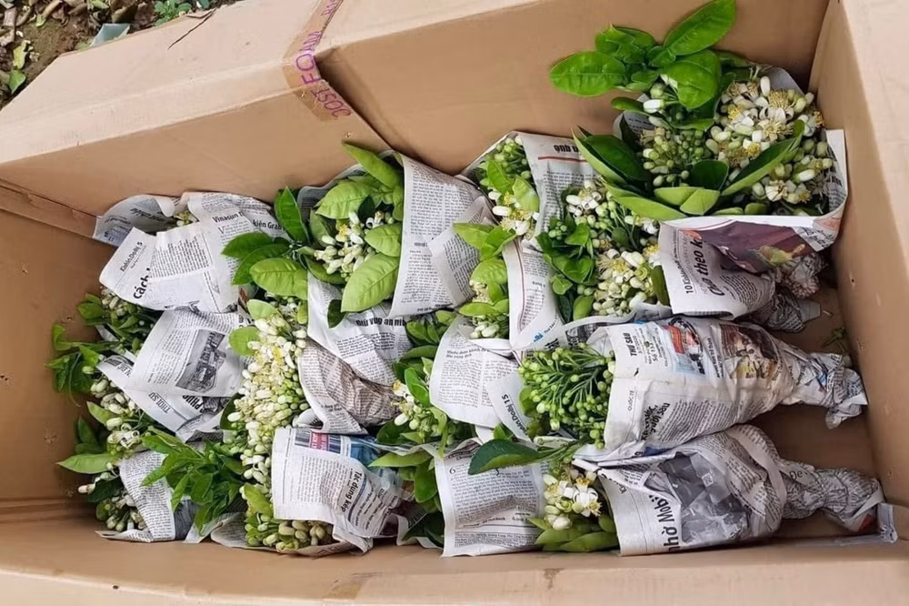 hoa buoi dau mua hut khach ha thanh chung nha lam le cung ram thang gieng hinh 2