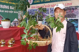 Hình thành trung tâm công nghiệp dược liệu tại Quảng Nam, Sâm Ngọc Linh là cây chủ lực