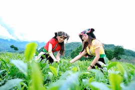 'Sống ảo' ở đồi chè Tân Uyên