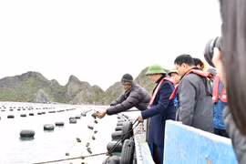 Xây dựng chính sách bảo hiểm để chia sẻ rủi ro cho người nuôi trồng thuỷ sản khi gặp thiên tai, dịch bệnh