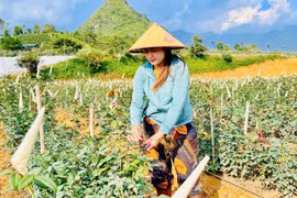 Thêm những cơ hội vươn lên thoát nghèo nhờ đa dạng hóa sinh kế ở Lai Châu