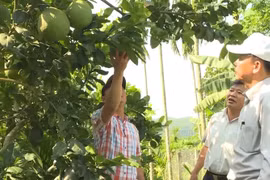 Giảm nghèo từ chuyển đổi cơ cấu cây trồng tại Quảng Ngãi