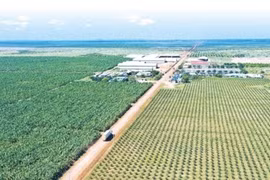 Doanh thu giảm 24%, Hoàng Anh Gia Lai (HAG) giải thể thêm 1 công ty con