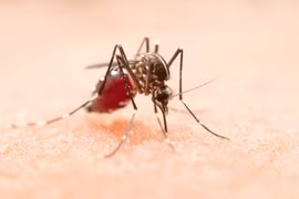 Bộ Y tế bác tin đồn Việt Nam có ca mắc Chikungunya đầu tiên