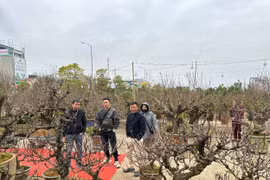 TP Hải Dương: Người dân 'đổ xô' đi sắm cây cảnh trước thềm Tết Nguyên đán 2025