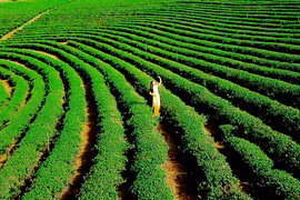 Lâm Đồng - Việt Nam sẽ trở thành trung tâm trà của thế giới