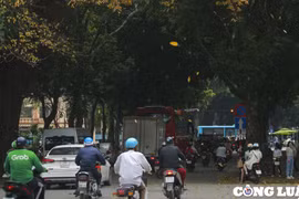 Hà Nội: Thí điểm điều chỉnh giao thông trên phố Hoàng Hoa Thám, Ngọc Hà