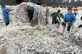 Ngư dân Hà Tĩnh trúng đậm 1,5 tấn cá trích nhưng gặp nạn trên biển
