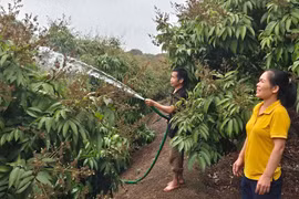 Bắc Giang: Thêm 3 mã vùng trồng vải thiều được chấp thuận xuất khẩu sang Hoa Kỳ