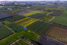 Chủ tịch Hà Nội 'thúc' tiến độ Dự án khu công nghệ cao sinh học
