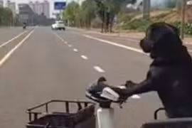 Chó lái xe gây sốt mạng xã hội Trung Quốc, chủ bị cảnh sát cảnh cáo