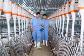 Những gam màu sáng của bức tranh triển vọng ngành chăn nuôi 2025