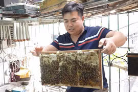 Chàng trai nuôi ong trên mái nhà: Tìm sự bình yên giữa lòng Thủ đô