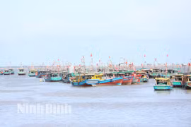 Ninh Bình khẩn trương, quyết liệt xử lý vi phạm trong cao điểm chống khai thác IUU