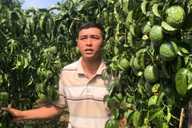 Gia Lai: Vợ chồng trẻ ứa nước mắt nhìn vườn chanh dây sai trĩu quả bị kẻ ác chặt lìa gốc