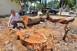 Vụ cắt hạ hàng loạt cây cổ thụ trong trụ sở phường: Xử lý trách nhiệm tập thể lãnh đạo phường