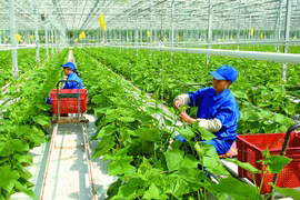 Hợp tác xã sản xuất nông nghiệp hữu cơ, tuần hoàn được vay tối đa 5 tỷ đồng không cần tài sản bảo đảm