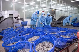 Sao Ta (FMC) tăng doanh số nhờ 'nước rút thuế': Cuộc đua gấp rút trước ngày 09/07