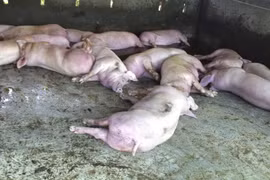 Hà Nội ban hành công điện phòng, chống dịch tả lợn châu Phi